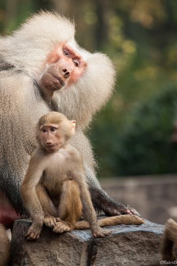 Baboon w/ Baby!!! ...SUCH BEAUTIFUL CREATIONS BY OUR "HEAVENLY ...