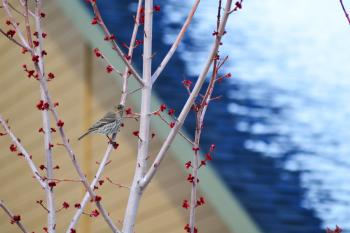 Little bird on a branch of a tree with red berries