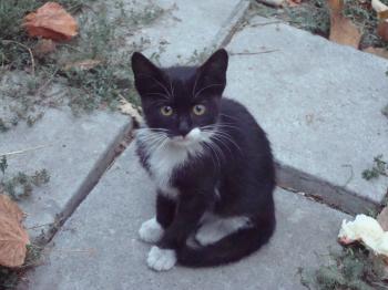 Little black and white kitten