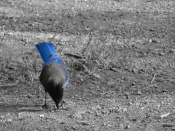 little blue bird