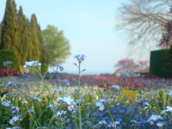Little blue flower in a colorful garden