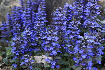 Blue little flowers wallpaper #15881 - Open Walls