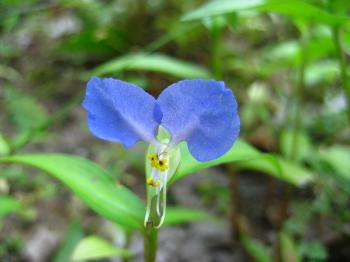 little blue wildflowers | the miao chronicles
