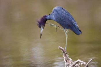 Little Blue Heron | Audubon Field Guide