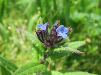 Little blue wild flowers