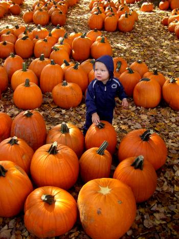 Little Boy in a Pumpkin Patch
