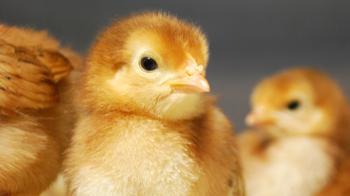 Welcome Home, Little Chicks! - YouTube