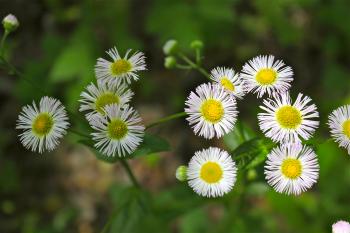 Little Daisy Flowers Image collections - Flower Wallpaper HD