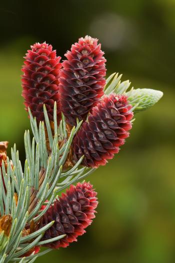 Conifer cone - Wikipedia