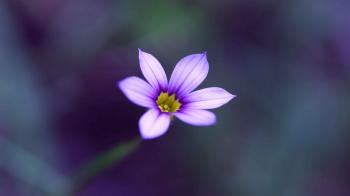Little Flower - hotelroomsearch.net