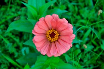 Little Pink Flower | Jesse Robben