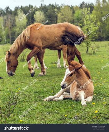 Little Foal Resting On Meadow Stock Photo 643682437 - Shutterstock