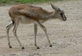 Little Gazelle