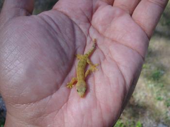 Beachcomber on Saipan: Green Gecko?