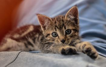 Little Kitten Free Stock Photo - Public Domain Pictures