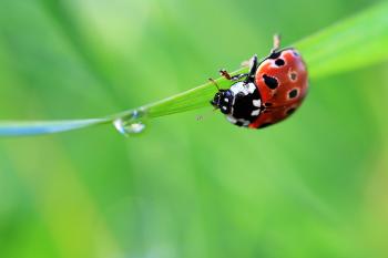 Wrong way - little ladybug on a leaf