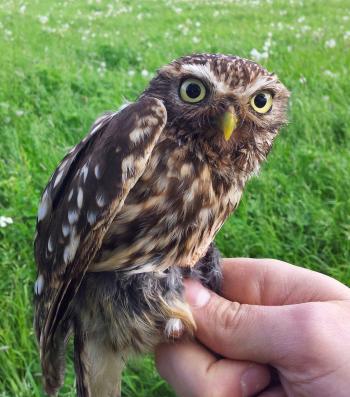 South Notts Ringing Group: Ian's Little Owl nest box success