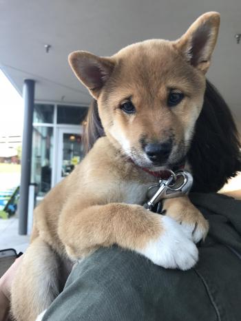 cutest little pup on campus, his name is Rooster : Eyebleach