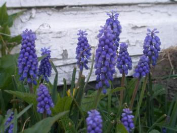 Little Purple Flowers – “Muscari” |