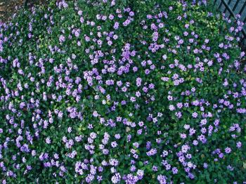 Little Purple Flowers