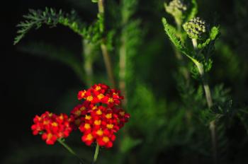 Pov72711 – Little Red Flowers | A Picture Of Vancouver A Day