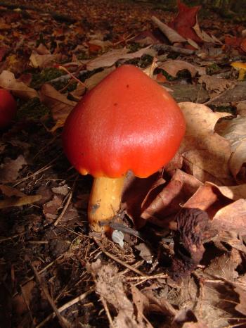 Little Red Mushroom