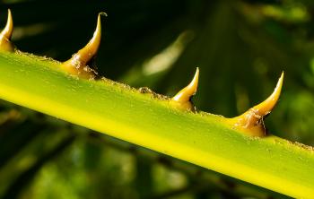 Common Plants With Thorns
