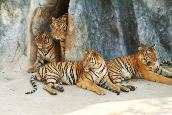 Four Little Tigers | Zoe Younger