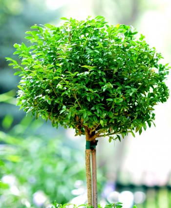 File:Little Tree (2686037824).jpg - Wikimedia Commons