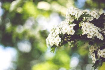 Little white flowers with bokeh / right