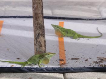 A Summer of Science: A big lab experiment on lizard behavior ...