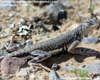 Lizards