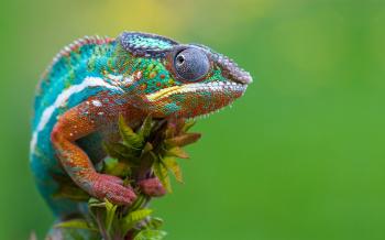 2 Lizards - Lessons - Tes Teach