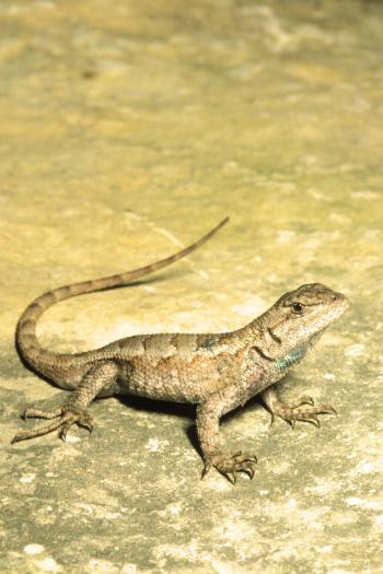 Prairie Lizard Northern Fence Lizard | MDC Discover Nature