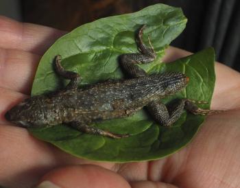 WTOP | This week in odd news: Lettuce lizard; Dog and pony show