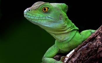 Interpretation of a dream in which you saw «Lizard»