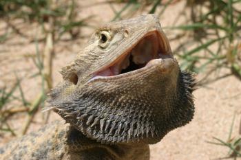 lizards | Popular Science