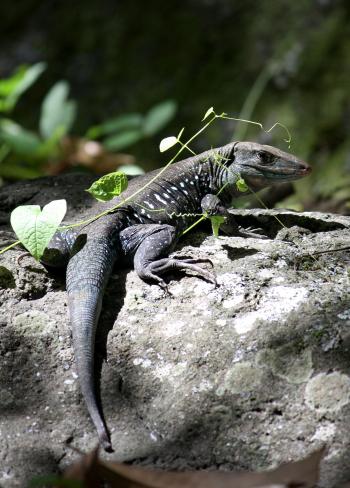 Dominican ground lizard - Wikipedia