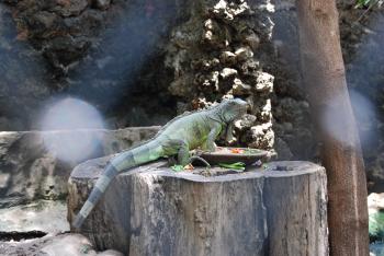 Lizard at Surabaya Zoo