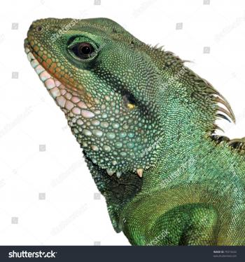 Green Lizard Head Stock Photo (Royalty Free) 75313222 - Shutterstock