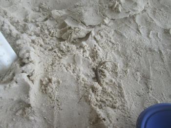 Lizard in the Sand