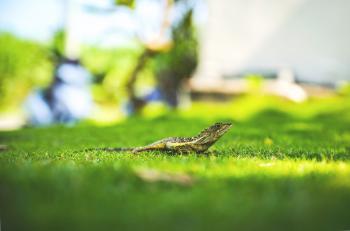 Lizard on Grassy Lawn