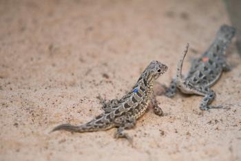 Spot-tailed earless lizards hatched!