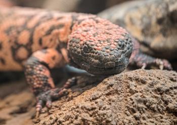 Lizards :: Saint Louis Zoo