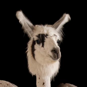 Llama | National Geographic
