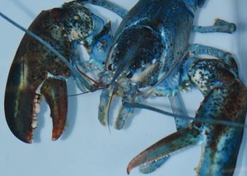 National Aquarium | It's so cold our lobster turned BLUE!