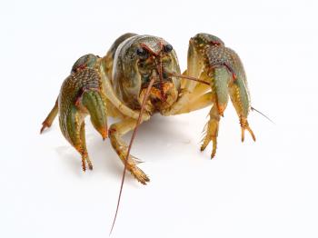 Lobster Closeup