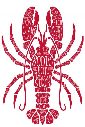 Deconstructing a lobster. Illustration by Maria Jackson ...