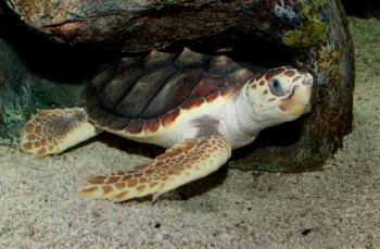 File:Loggerhead Sea Turtle (Caretta caretta) 2.jpg - Wikimedia Commons