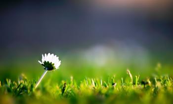 Lone Flower - WallDevil